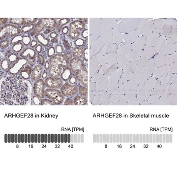 Anti-ARHGEF28 antibody produced in rabbit Prestige Antibodies&#174; Powered by Atlas Antibodies, affinity isolated antibody, buffered aqueous glycerol solution