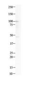 Anti-CTH antibody produced in rabbit affinity isolated antibody