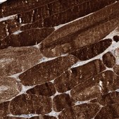 Anti-HELT antibody produced in rabbit Prestige Antibodies® Powered by Atlas Antibodies, affinity isolated antibody, buffered aqueous glycerol solution