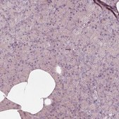 Anti-KCNJ9 antibody produced in rabbit Prestige Antibodies® Powered by Atlas Antibodies, affinity isolated antibody