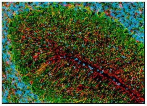 Anti-Glial Fibrillary Acidic Protein Cocktail Mouse mAb (SMI-22) liquid, clone SMI-22, Calbiochem&#174;