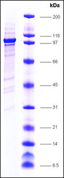 Topo I (Y723F) (mt Y723F) human recombinant, expressed in insect cells, &#8805;80% (SDS-PAGE)