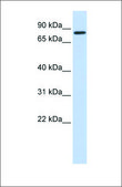 Anti-AMOT (ab2) antibody produced in rabbit affinity isolated antibody