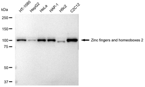 KD-Validated Anti Zinc fingers and homeoboxes 2 Antibody, clone 23GB4270, Rabbit Monoclonal clone 23GB4270, recombinant rabbit monoclonal, expressed in HEK293 cells