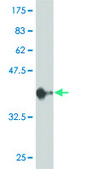 ANTI-MAPK3 antibody produced in mouse clone 1E2, purified immunoglobulin, buffered aqueous solution