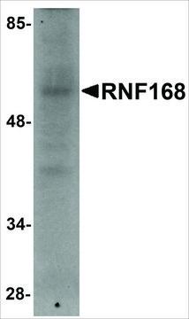 Anti-RNF168 antibody produced in rabbit affinity isolated antibody, buffered aqueous solution