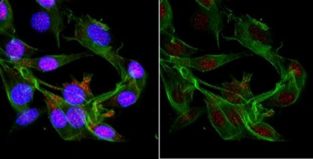 Anti-Cas9 Antibody, CT Antibody, clone 6G12-H11 clone 6G12-H11, from mouse