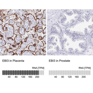 Anti-EBI3 antibody produced in rabbit Prestige Antibodies&#174; Powered by Atlas Antibodies, affinity isolated antibody, buffered aqueous glycerol solution