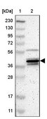 Anti-MAPK13 antibody produced in rabbit Prestige Antibodies® Powered by Atlas Antibodies, affinity isolated antibody, buffered aqueous glycerol solution