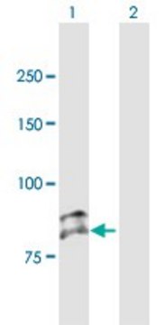 Anti-SEMA3G antibody produced in mouse purified immunoglobulin, buffered aqueous solution