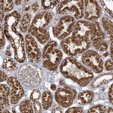 Anti-RAB11FIP3 antibody produced in rabbit Prestige Antibodies&#174; Powered by Atlas Antibodies, affinity isolated antibody, buffered aqueous glycerol solution