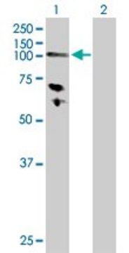 Anti-HK3 antibody produced in rabbit purified immunoglobulin, buffered aqueous solution