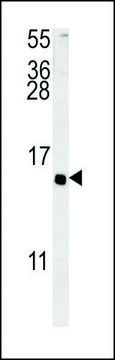 ANTI-ADCYAP1 (C-TERM) antibody produced in rabbit IgG fraction of antiserum, buffered aqueous solution