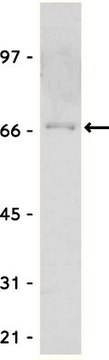 Anti-Myc Tag Antibody Upstate&#174;, from rabbit