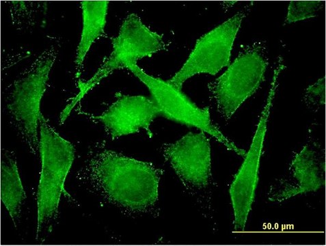 Monoclonal Anti-COMMD3 antibody produced in mouse clone 2E2, purified immunoglobulin, buffered aqueous solution