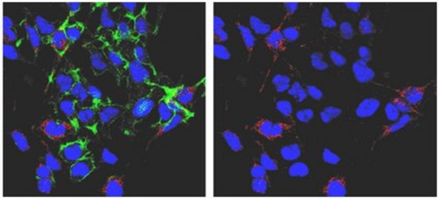 Anti-phospho-PDHE1-A type I (Ser293) Antibody from rabbit, purified by affinity chromatography