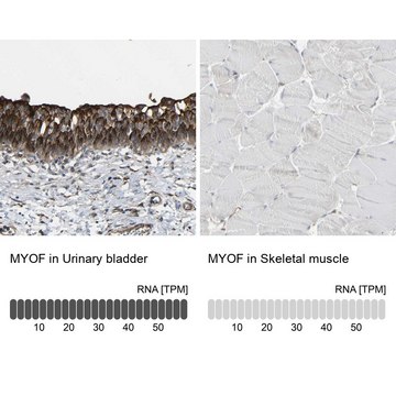 Anti-MYOF antibody produced in rabbit Prestige Antibodies&#174; Powered by Atlas Antibodies, affinity isolated antibody, buffered aqueous glycerol solution