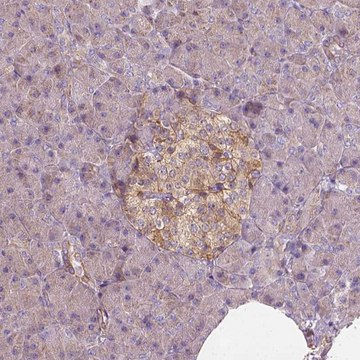 Anti-GPRC5D antibody produced in rabbit Prestige Antibodies&#174; Powered by Atlas Antibodies, affinity isolated antibody, buffered aqueous glycerol solution