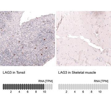 Monoclonal Anti-Lag3 Antibody Produced In Mouse Prestige Antibodies® Powered by Atlas Antibodies, clone CL14765, affinity isolated antibody, buffered aqueous glycerol solution