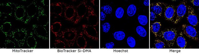 BioTracker Si-DMA Singlet Oxygen Live Cell Dye Live cell imaging dye for singlet oxygen (1O2) localized to mitochondria. Singlet oxygen is important in the field of cancer therapy, photodynamic medicine and other skin treatments.