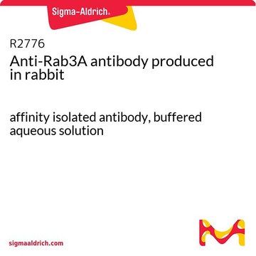 Anti-Rab3A antibody produced in rabbit affinity isolated antibody, buffered aqueous solution