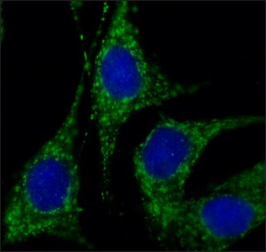 Anti-Rab18 (C-terminal) antibody produced in rabbit ~1.0&#160;mg/mL, affinity isolated antibody