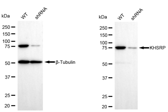 KD-Validated Anti KHSRP Antibody, clone 23GB6435, Rabbit Monoclonal clone 23GB6435, recombinant rabbit monoclonal, expressed in HEK293 cells
