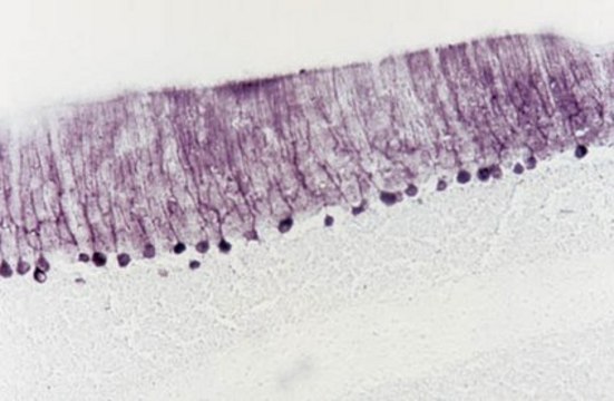 Anti-Neurotrophin 3 Antibody Chemicon&#174;, from rabbit