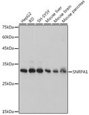 Anti-SNRPA1 Antibody, clone 2D7M1, Rabbit Monoclonal