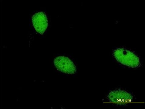 Monoclonal Anti-ZNF274 antibody produced in mouse clone 1D8, purified immunoglobulin, buffered aqueous solution