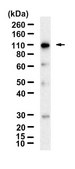 Anti-Complement C3 Antibody, clone 1D19 ZooMAb® Rabbit Monoclonal recombinant, expressed in HEK 293 cells