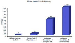 Heparanase-1 pre-activated human recombinant, expressed in HEK 293 cells