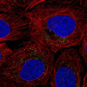 抗-ROS1 兔抗 Prestige Antibodies&#174; Powered by Atlas Antibodies, affinity isolated antibody