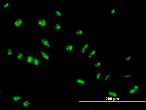 Anti-LYAR antibody produced in mouse IgG fraction of antiserum, buffered aqueous solution