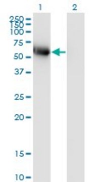 Monoclonal Anti-BLK antibody produced in mouse clone 3E5-3A8, purified immunoglobulin, buffered aqueous solution