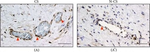 Anti-PTGES antibody produced in rabbit Prestige Antibodies&#174; Powered by Atlas Antibodies, affinity isolated antibody, buffered aqueous glycerol solution