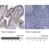Anti-TOX3 antibody produced in rabbit Prestige Antibodies® Powered by Atlas Antibodies, affinity isolated antibody, buffered aqueous glycerol solution