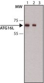 Anti-Atg16L antibody produced in rabbit fractionated antiserum, buffered aqueous solution
