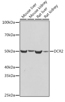 Anti-DCR2 Antibody, clone 10Y1N4, Rabbit Monoclonal