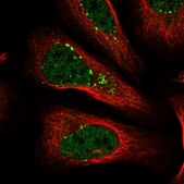 Anti-SENP8 antibody produced in rabbit Prestige Antibodies® Powered by Atlas Antibodies, affinity isolated antibody, buffered aqueous glycerol solution