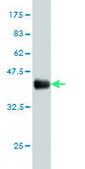 Monoclonal Anti-AHCYL1 antibody produced in mouse clone 5D6, purified immunoglobulin, buffered aqueous solution