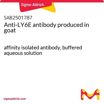 Anti-LY6E antibody produced in goat affinity isolated antibody, buffered aqueous solution