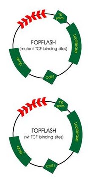 TCF报告质粒试剂盒 Set of transfection grade T cell factor (TCF) reporter plasmids for use in TOPFlash and FOPFlash wnt/b-catenin activity assays.