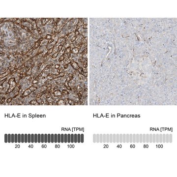 Anti-HLA-E antibody produced in rabbit Prestige Antibodies&#174; Powered by Atlas Antibodies, affinity isolated antibody, buffered aqueous glycerol solution