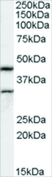 Anti-Actin-like 7B (AB2) antibody produced in goat affinity isolated antibody, buffered aqueous solution