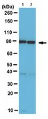 Anti-APPL1 Antibody from rabbit, purified by affinity chromatography