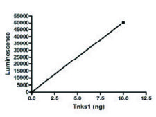 PARP5A active human recombinant, expressed in baculovirus infected Sf9 cells, ≥30% (SDS-PAGE)