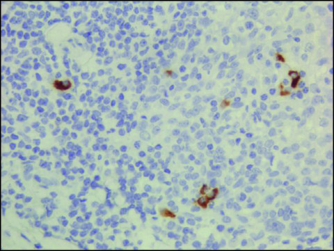 Anti-Human IgG3 antibody, Rabbit monoclonal recombinant, expressed in HEK 293 cells, clone RM119, purified immunoglobulin