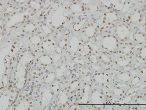 Monoclonal Anti-CDKL1 antibody produced in mouse clone 5B11, purified immunoglobulin, buffered aqueous solution