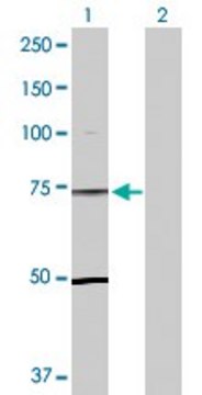 Anti-TLE1 antibody produced in rabbit purified immunoglobulin, buffered aqueous solution